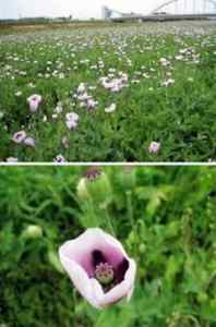 poppies.jpg